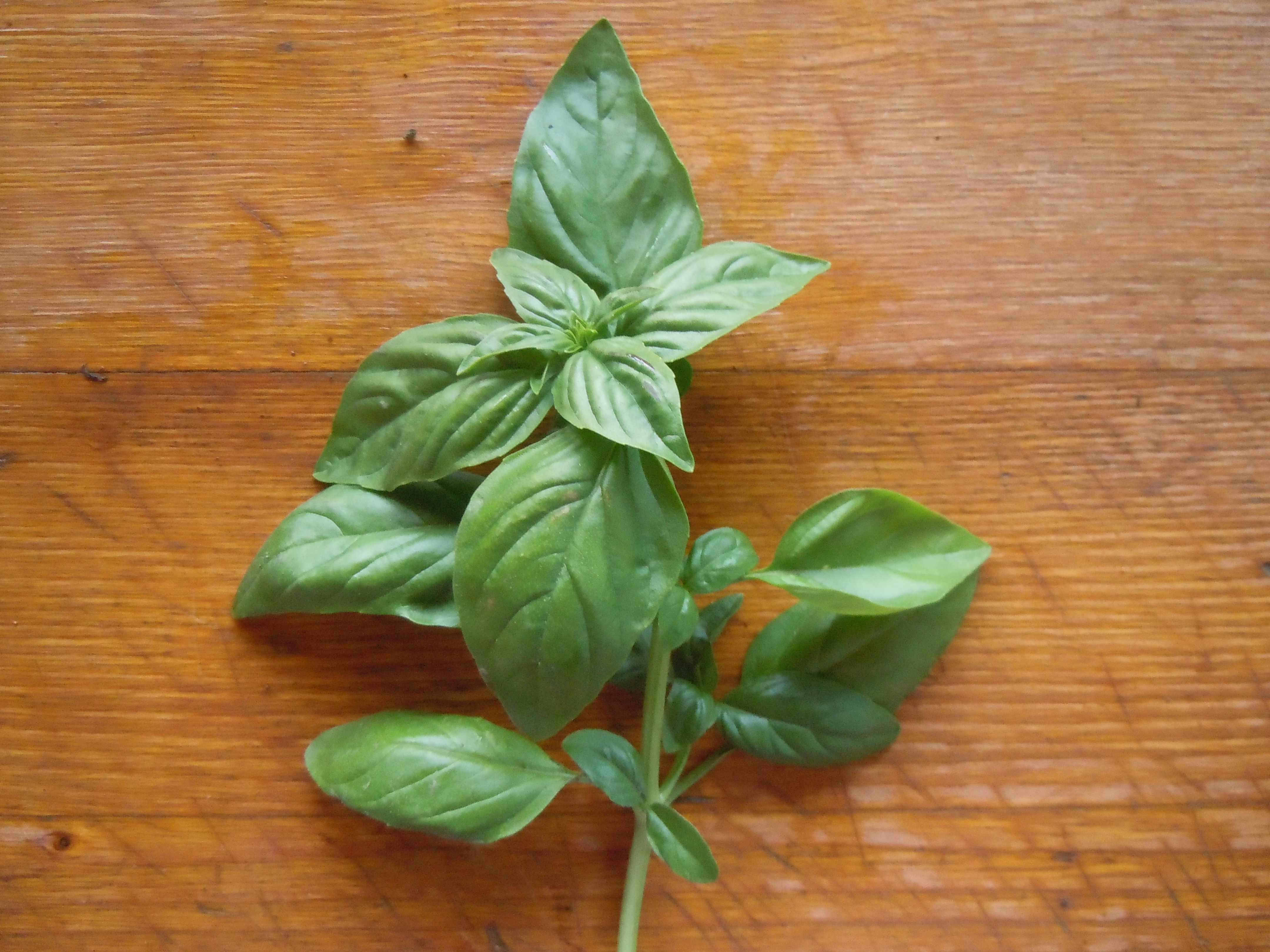 Basilico Sapori Di Capolavia basilico-sapori-di-capolavia